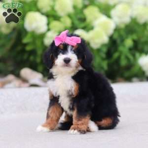 Gigi, Mini Bernedoodle Puppy